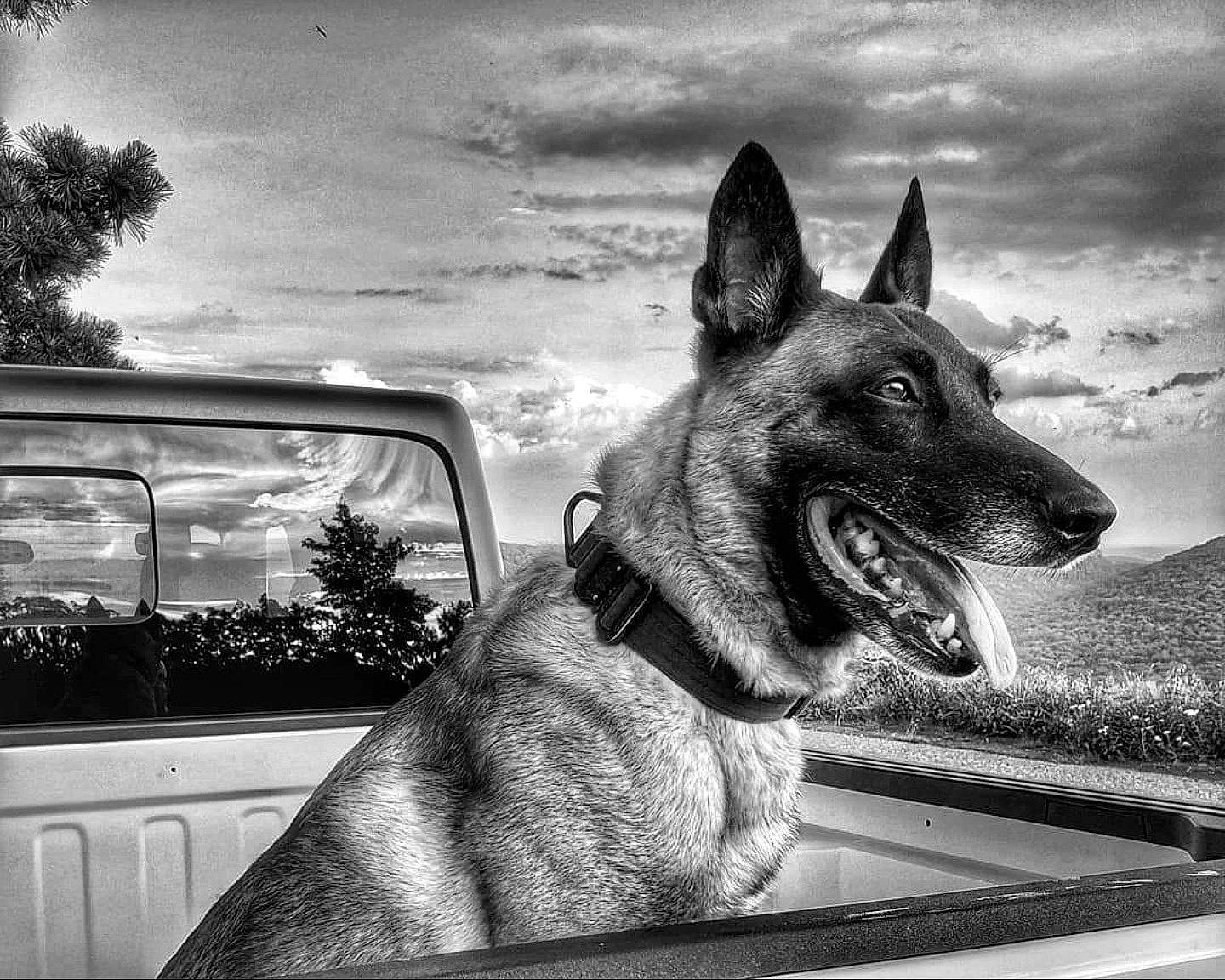Rio is registered to the contest to win money with this photo: black, black_and_white, carnivore, cloud, companion_dog, dog, dog_breed, german_shepherd_dog, herding_dog, monochrome, monochrome_photography, old_german_shepherd_dog, photograph, plant, sky, snapshot, snout, style, whiskers, white