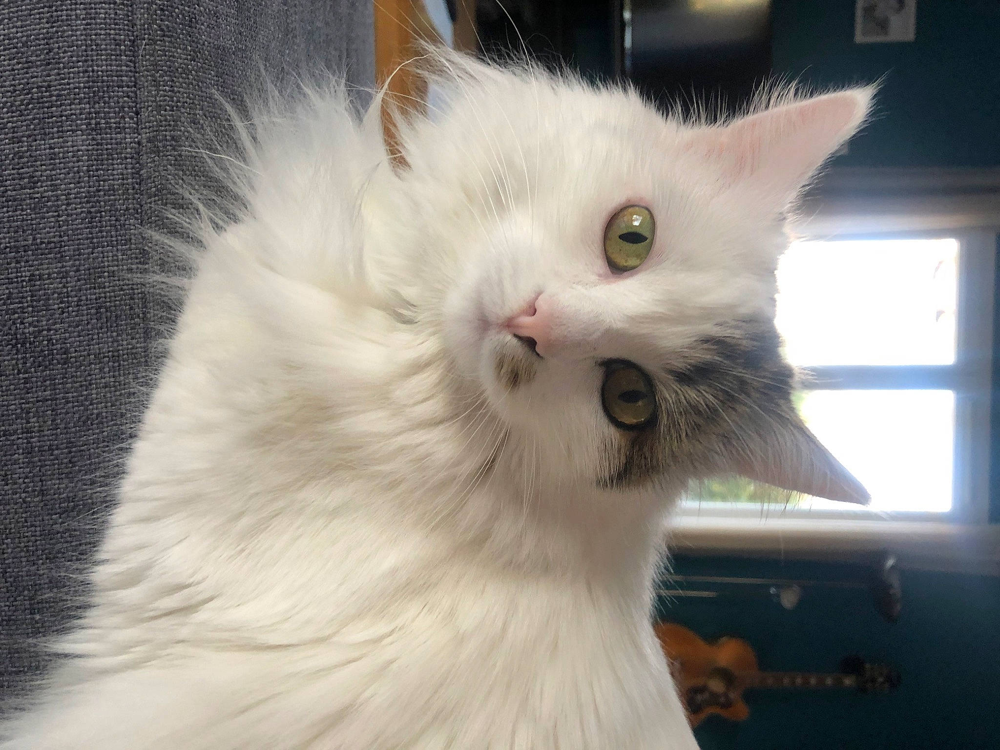 Neige a rejoint le concours — aidez-le/la à gagner de superbes lots ! british_longhair, carnivore, cat, felidae, fur, paw, small_to_medium_sized_cats, snout, terrestrial_animal, vehicle_registration_plate, whiskers, window