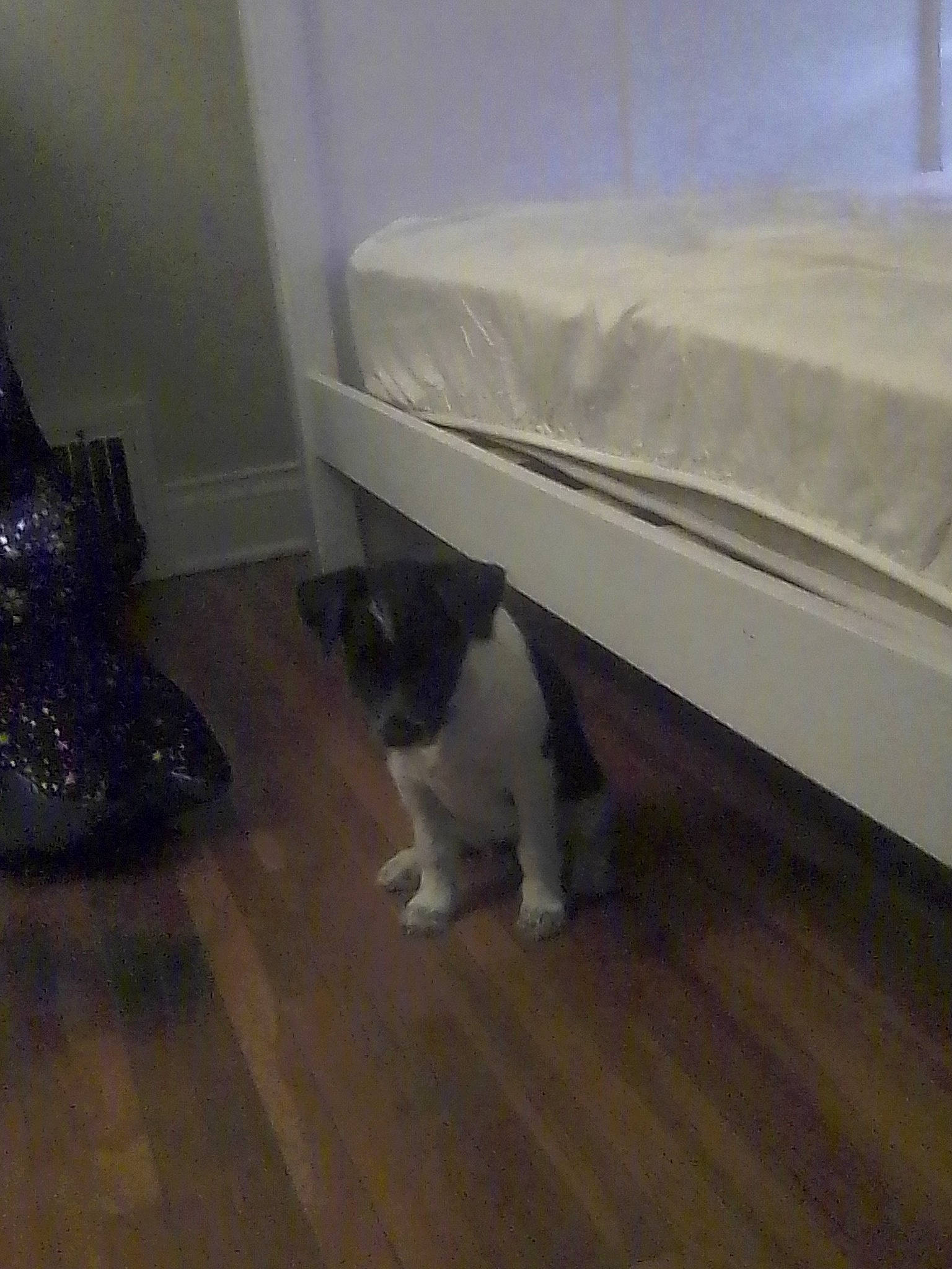 Oreo is registered to the contest to win money with this photo: carnivore, carpet, cat, comfort, companion_dog, domestic_short_haired_cat, felidae, floor, flooring, fur, grey, hardwood, laminate_flooring, room, small_to_medium_sized_cats, tail, whiskers, wood, wood_flooring, wood_stain