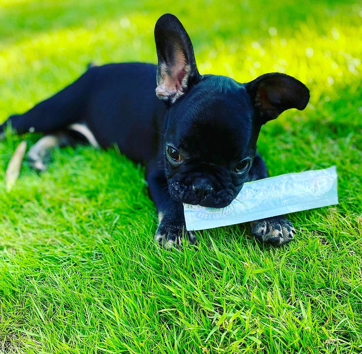 Boycie is registered to the contest to win money with this photo: canidae, carnivore, companion_dog, dog, dog_breed, dog_collar, ear, fawn, grass, grassland, green, lawn, pasture, plant, snout, sporting_group, terrestrial_animal, terrier, toy_dog, working_animal