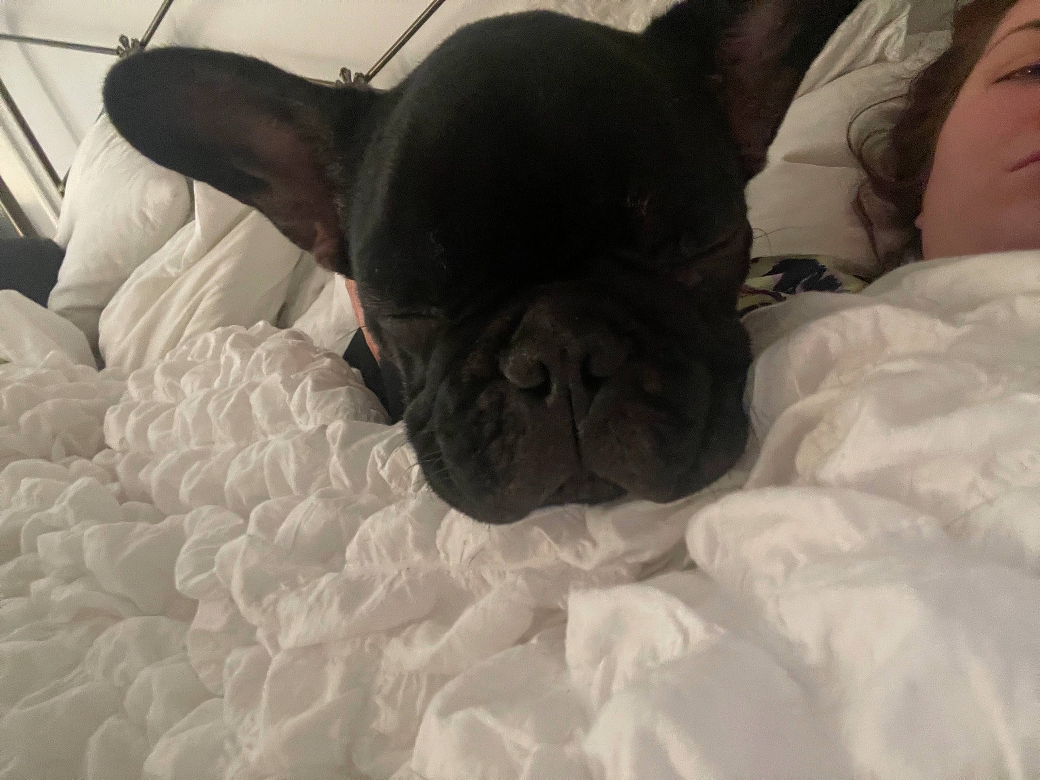 Boycie joined the competition — help win amazing prizes! bulldog, carnivore, comfort, companion_dog, dog, dog_breed, ear, fawn, french_bulldog, grey, head, linens, nose, pug, snout, sporting_group, toy_dog, whiskers, working_animal, wrinkle