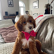 Mady participe au concours pour gagner de l'argent avec cette photo : dog, puppy, bow_tie, brown_fur, white_fur, couch, blanket, indoor, cozy, pet, fur, cute, small_dog, living_room, decor, window, furniture, portrait, sitting, soft