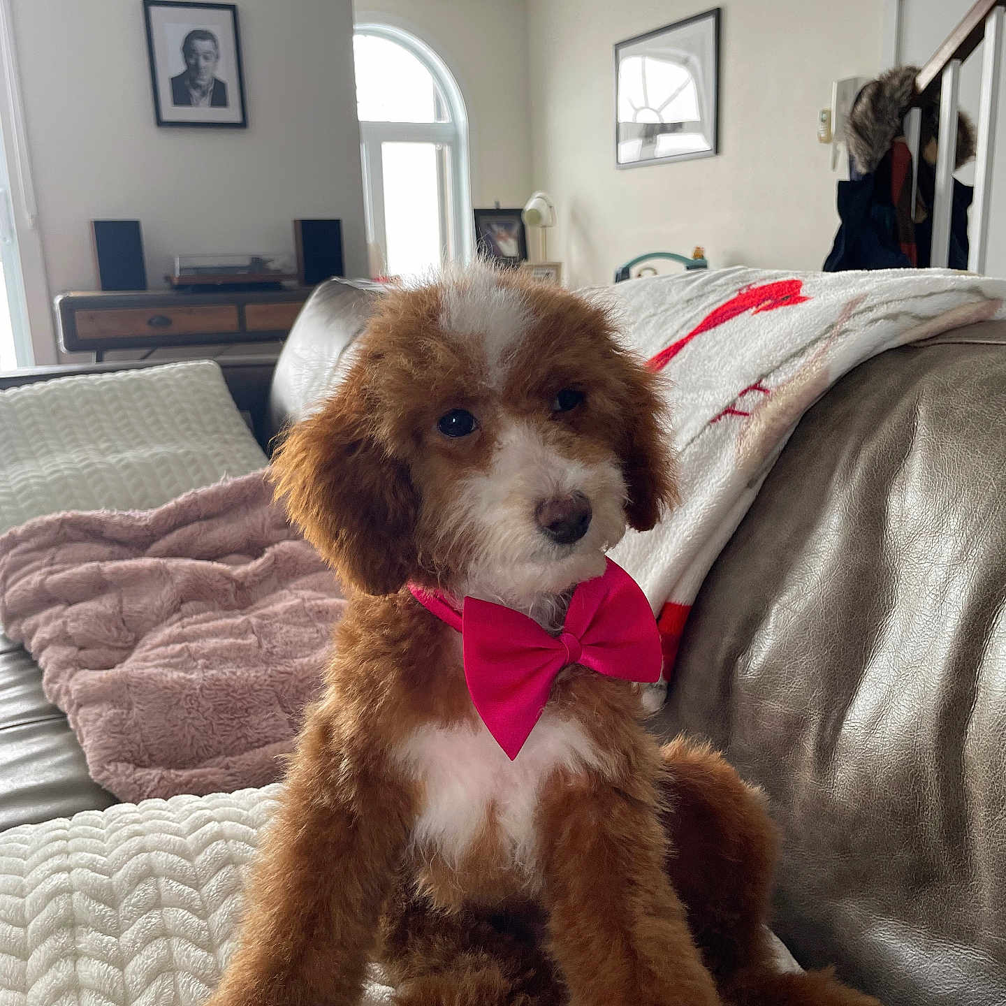 Mady participe au concours pour gagner de l'argent avec cette photo : dog, puppy, bow_tie, brown_fur, white_fur, couch, blanket, indoor, cozy, pet, fur, cute, small_dog, living_room, decor, window, furniture, portrait, sitting, soft