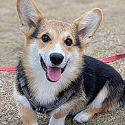 Augustin participe au concours pour gagner de l'argent avec cette photo : animal, canine, collar, companion, corgi, cute, dog, ears, friendly, fur, grass, happy, leash, muzzle, outdoor, pet, playful, smiling, tongue, young