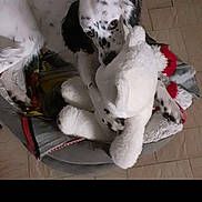 Tina participe au concours pour gagner de l'argent avec cette photo : dog, bed, stuffed_toy, indoor, floor, pet, cozy, white, black_spots, plush, animal, cute, resting, lying_down, companion, toy, comfort, home, relaxed, canine