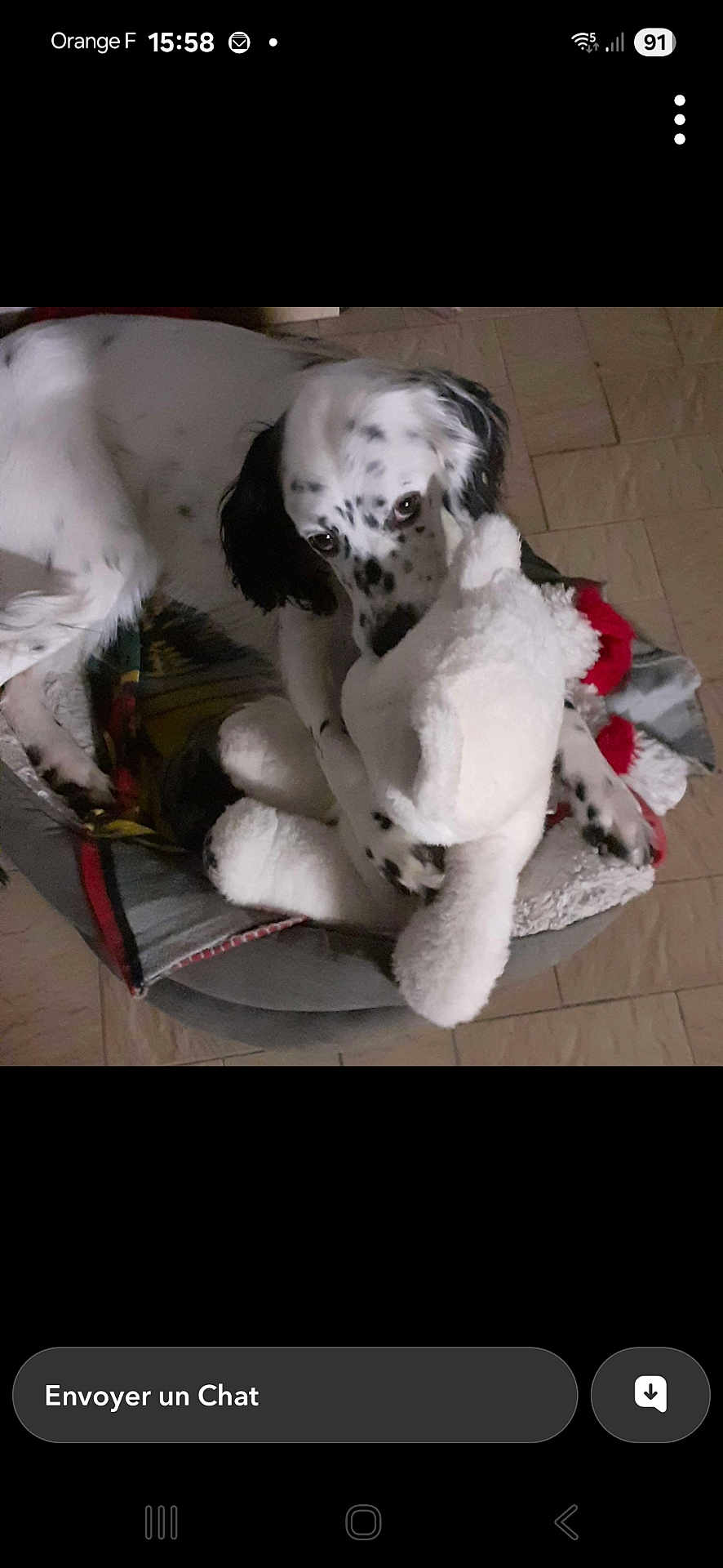Tina participe au concours pour gagner de l'argent avec cette photo : dog, bed, stuffed_toy, indoor, floor, pet, cozy, white, black_spots, plush, animal, cute, resting, lying_down, companion, toy, comfort, home, relaxed, canine