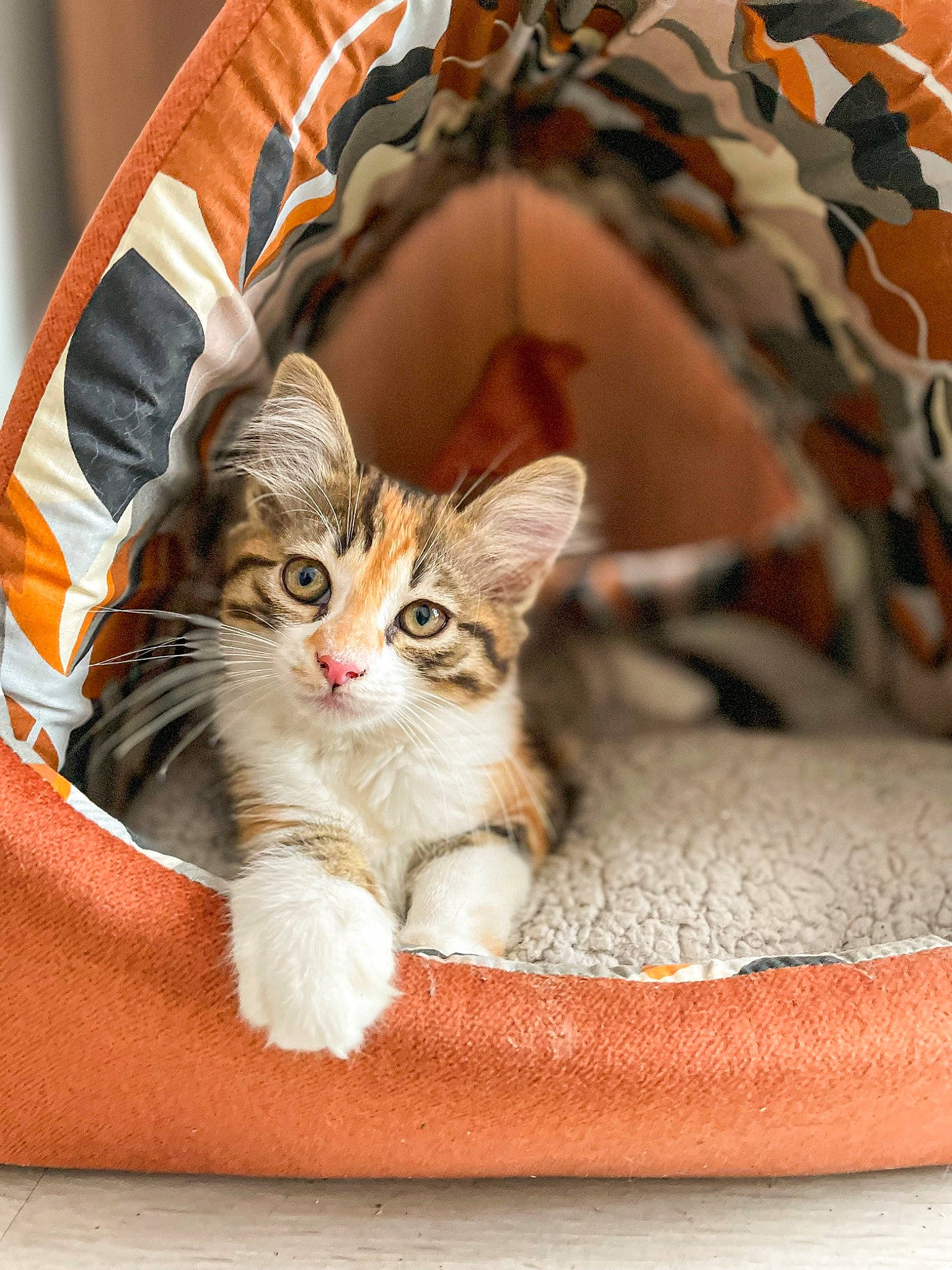 Sya a rejoint le concours — aidez-le/la à gagner de superbes lots ! basket, box, carnivore, cat, cat_supply, claw, comfort, domestic_short_haired_cat, felidae, fur, human_leg, linens, pattern, paw, pet_supply, sitting, small_to_medium_sized_cats, whiskers, wood