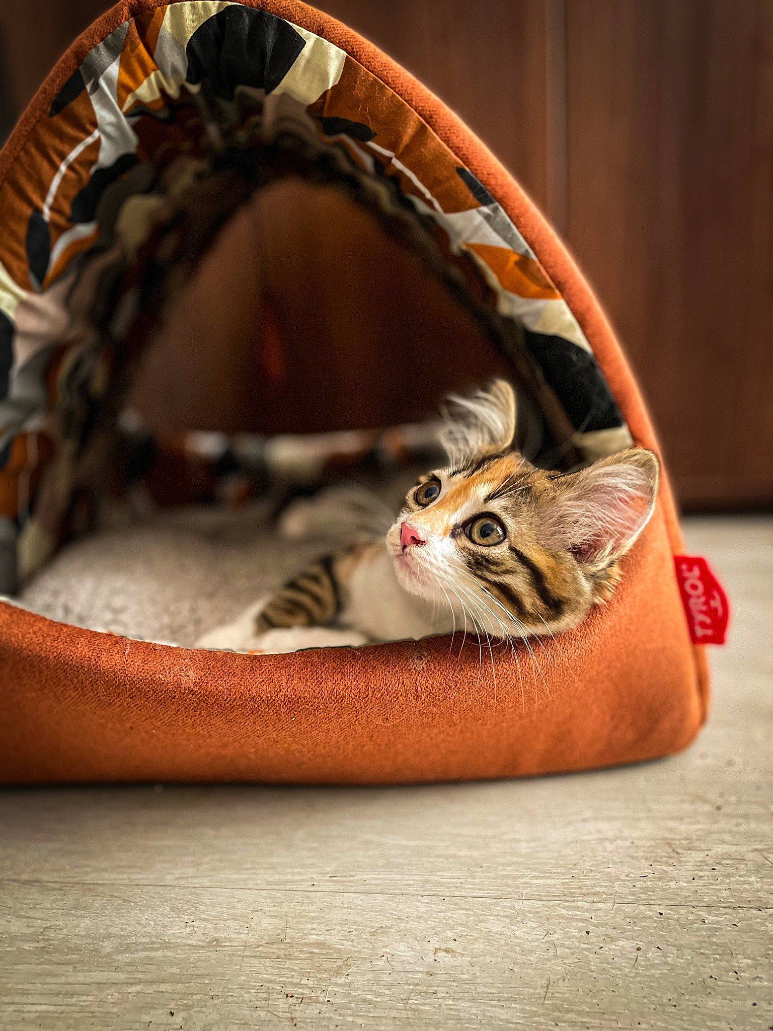 Sya participe au concours pour gagner de l'argent avec cette photo : automotive_tire, automotive_wheel_system, carnivore, cat, cat_supply, couch, domestic_short_haired_cat, fashion_accessory, fawn, felidae, fur, metal, musical_instrument, rim, serveware, small_to_medium_sized_cats, snout, tail, whiskers, wood