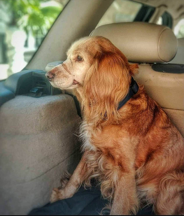 Stecy a rejoint le concours — aidez-le/la à gagner de superbes lots ! canidae, carnivore, cocker_spaniel, companion_dog, dog, dog_breed, english_cocker_spaniel, fawn, golden_retriever, mammal, puppy_love, rare_breed_dog, small_greek_domestic_dog, snout, spaniel, sporting_group, sussex_spaniel, vertebrate