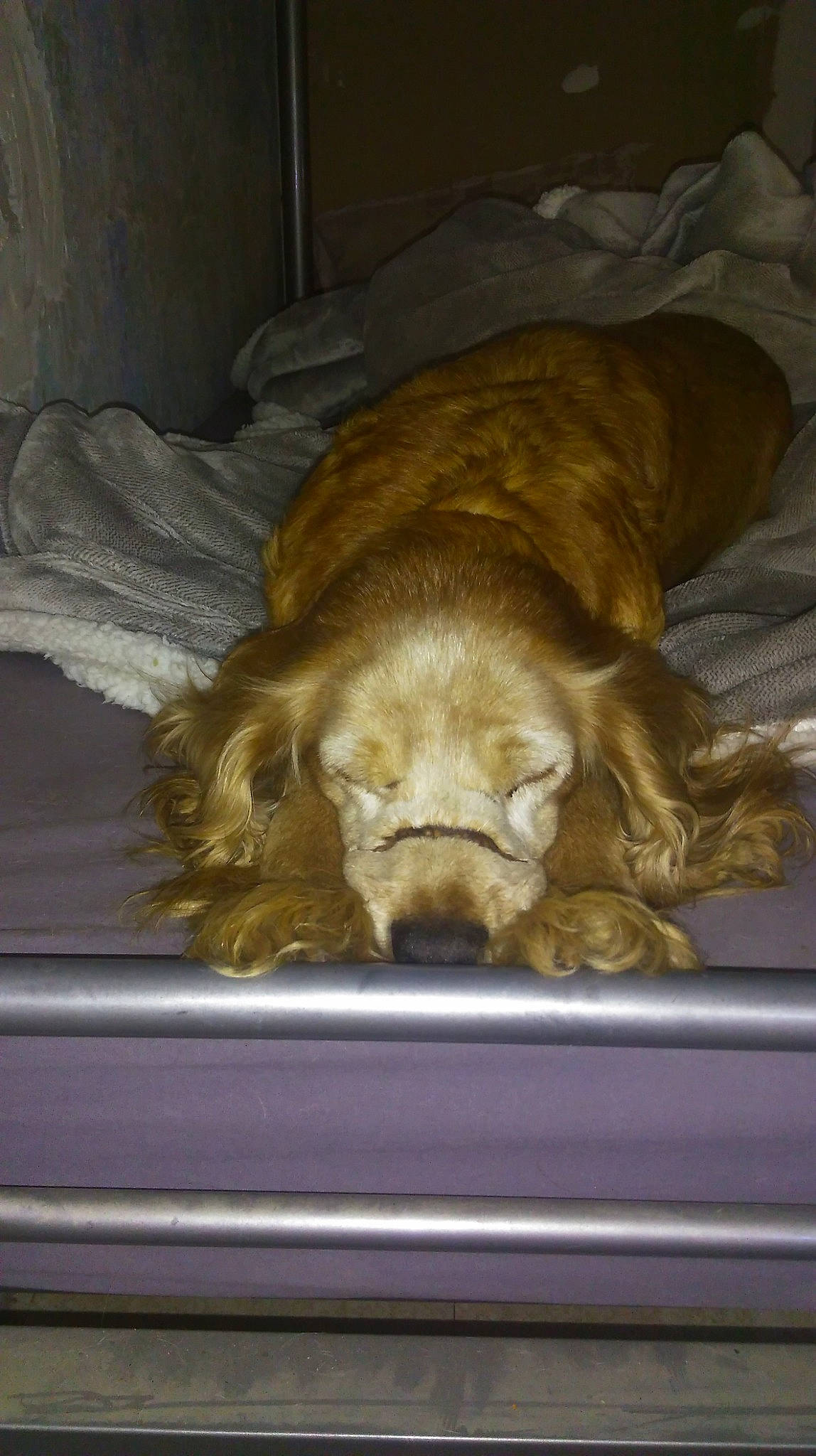 Stecy a rejoint le concours — aidez-le/la à gagner de superbes lots ! american_cocker_spaniel, canidae, carnivore, cocker_spaniel, companion_dog, dog, dog_breed, english_cocker_spaniel, fawn, field_spaniel, spaniel, sporting_group, sussex_spaniel