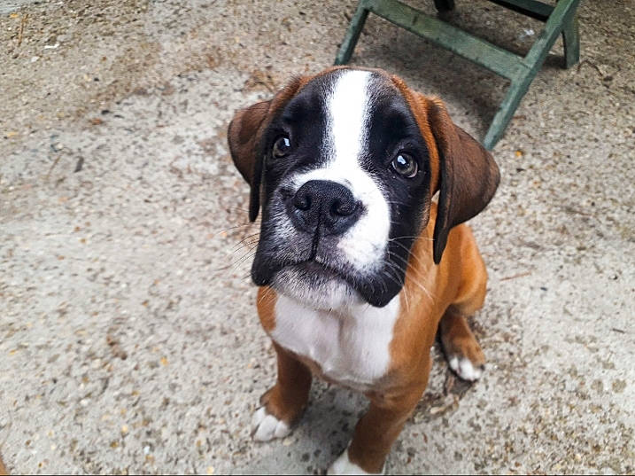 Bayron participe au concours pour gagner de l'argent avec cette photo : ancient_dog_breeds, boxer, canidae, carnivore, companion_dog, dog, dog_breed, fawn, mammal, molosser, rare_breed_dog, snout, sporting_group, st_bernard, valley_bulldog, vertebrate, working_dog