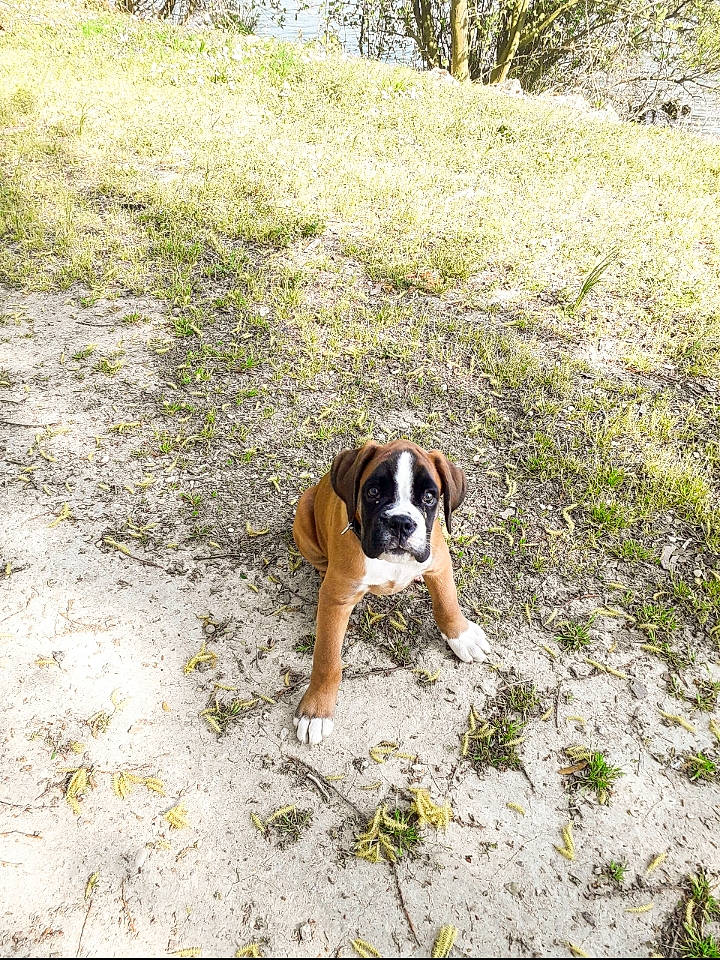 Bayron a rejoint le concours — aidez-le/la à gagner de superbes lots ! boxer, canidae, carnivore, dog, dog_breed, fawn, mammal, rafeiro_do_alentejo, rare_breed_dog, sporting_group, vertebrate, working_dog