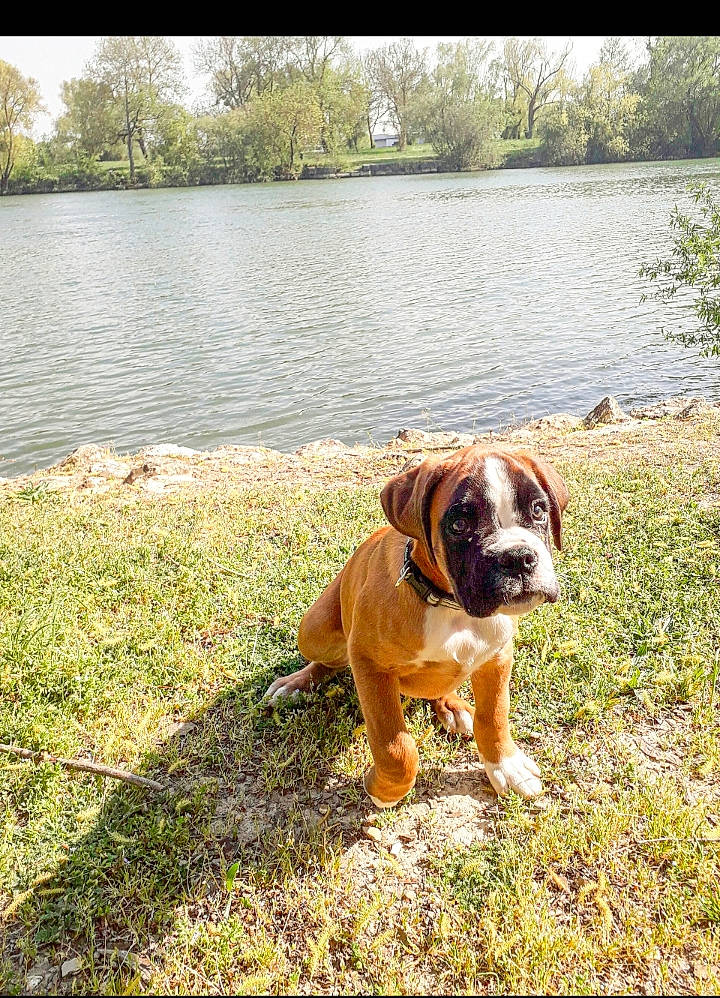 Bayron participe au concours pour gagner de l'argent avec cette photo : australian_bulldog, boerboel, boxer, bulldog, canidae, carnivore, companion_dog, dog, dog_breed, dorset_olde_tyme_bulldogge, fawn, mammal, molosser, non_sporting_group, old_english_bulldog, olde_english_bulldogge, rare_breed_dog, renascence_bulldogge, sporting_group, vertebrate