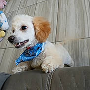 Bear joined the competition — help win amazing prizes! dog, puppy, blue_bandana, pet, indoor, floor_tiles, toys, plush_toy, leather_couch, curious, small_dog, white_fur, brown_ear, paw_prints, playful, close_up, pet_accessory, happy, animal, domestic