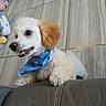dog, puppy, blue_bandana, pet, indoor, floor_tiles, toys, plush_toy, leather_couch, curious, small_dog, white_fur, brown_ear, paw_prints, playful, close_up, pet_accessory, happy, animal, domestic