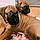 Archie-Lucy