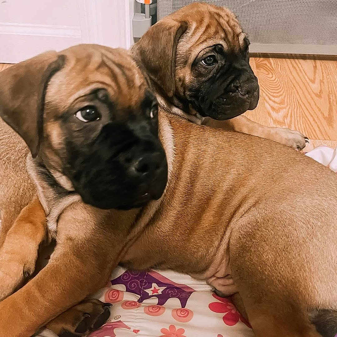 Archie-Lucy is registered to the contest to win money with this photo: adorable, animal, black_snout, blanket, brown_fur, close_up, cozy, curious, cute, dog, floor, home, indoor, lying_down, pet, puppy, resting, two_animals, wooden_floor, young