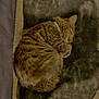 Ruby participe au concours pour gagner de l'argent avec cette photo : cat, tabby, sleeping, curled_up, fur, collar, blanket, plush, cozy, resting, indoor, pet, animal, cute, feline, domestic, relaxed, soft_texture, warm, napping