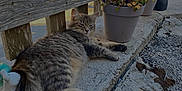 Ruby a rejoint le concours — aidez-le/la à gagner de superbes lots ! cat, tabby, gray_cat, potted_plants, concrete, sidewalk, outdoor, fence, wooden_fence, decorative_sculpture, relaxed, sleepy, pet, animal, fluffy, daylight, nature, urban, resting, garden