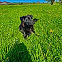 Tyson a rejoint le concours — aidez-le/la à gagner de superbes lots ! dog, black_dog, grass, field, dandelion, flower, outdoor, nature, sunny, blue_sky, cloud, tree, rural, leash, pet, animal, greenery, daytime, relaxing, shadow