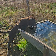 Tyson participe au concours pour gagner de l'argent avec cette photo : puppy, dog, water, metal_trough, grass, dry_grass, countryside, dirt_road, sunlight, outdoor, animal, pet, nature, rustic, field, farm, drinking, young_dog, brown_dog, canine
