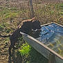 puppy, dog, water, metal_trough, grass, dry_grass, countryside, dirt_road, sunlight, outdoor, animal, pet, nature, rustic, field, farm, drinking, young_dog, brown_dog, canine