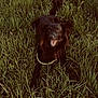 Tyson participe au concours pour gagner de l'argent avec cette photo : dog, black_dog, grass, outdoor, happy, pet, animal, nature, tongue_out, canine, fur, lying_down, green, field, playful, collar, ears, tail, smile, daylight