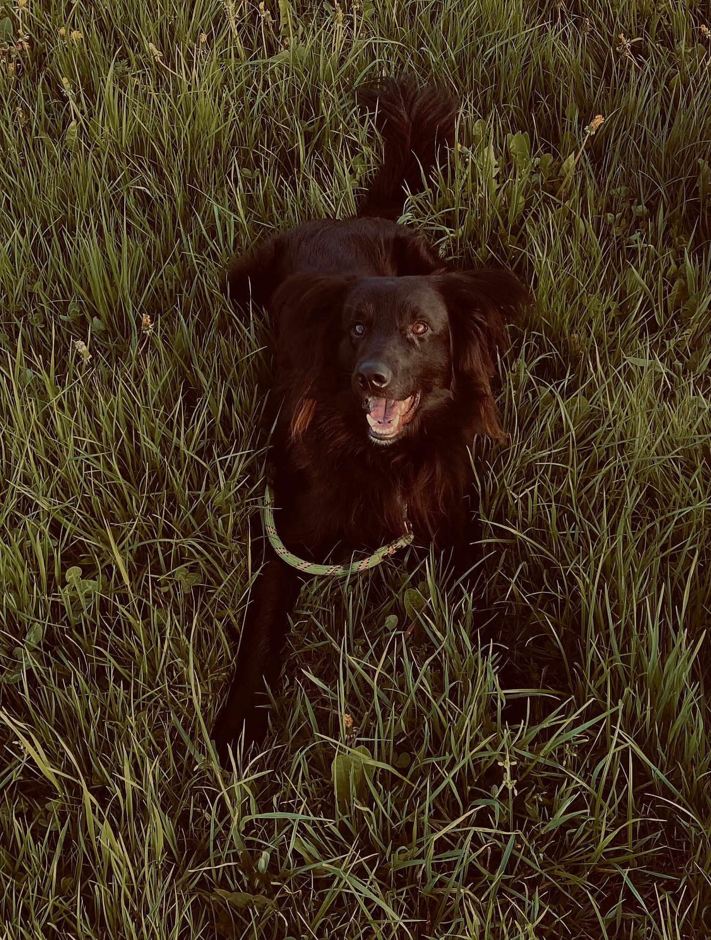 Tyson participe au concours pour gagner de l'argent avec cette photo : dog, black_dog, grass, outdoor, happy, pet, animal, nature, tongue_out, canine, fur, lying_down, green, field, playful, collar, ears, tail, smile, daylight