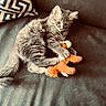 kitten, cat, pet, toy, stuffed_animal, couch, pillow, gray_fur, playful, animal, indoor, cute, feline, young_cat, whiskers, claws, sitting, domestic_cat, fur, curious