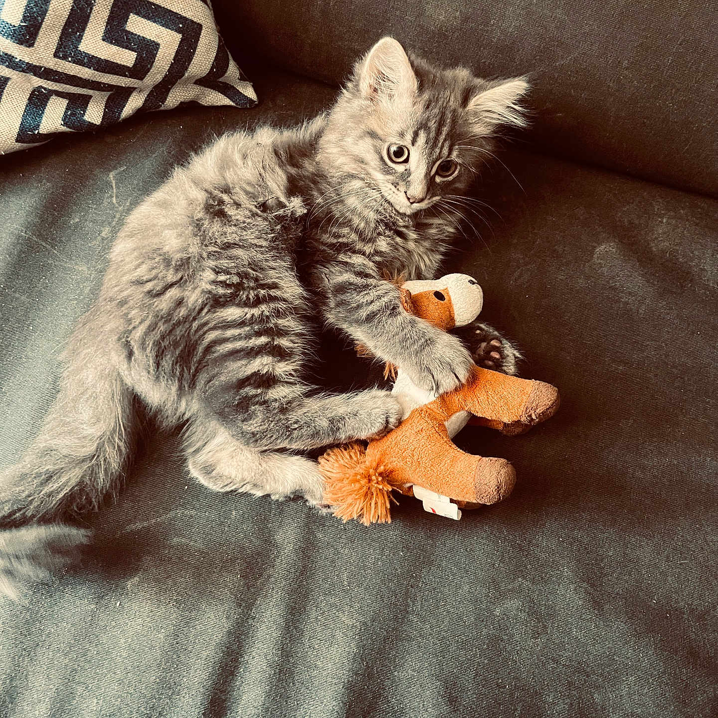 Pompom