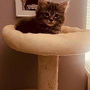 Pompom a rejoint le concours — aidez-le/la à gagner de superbes lots ! kitten, cat, cat_tree, indoor, pet, furniture, portrait, window, soft_lighting, beige, curious, fluffy, animal, cozy, resting, young_cat, feline, home, cute, looking