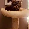 kitten, cat, cat_tree, indoor, pet, furniture, portrait, window, soft_lighting, beige, curious, fluffy, animal, cozy, resting, young_cat, feline, home, cute, looking