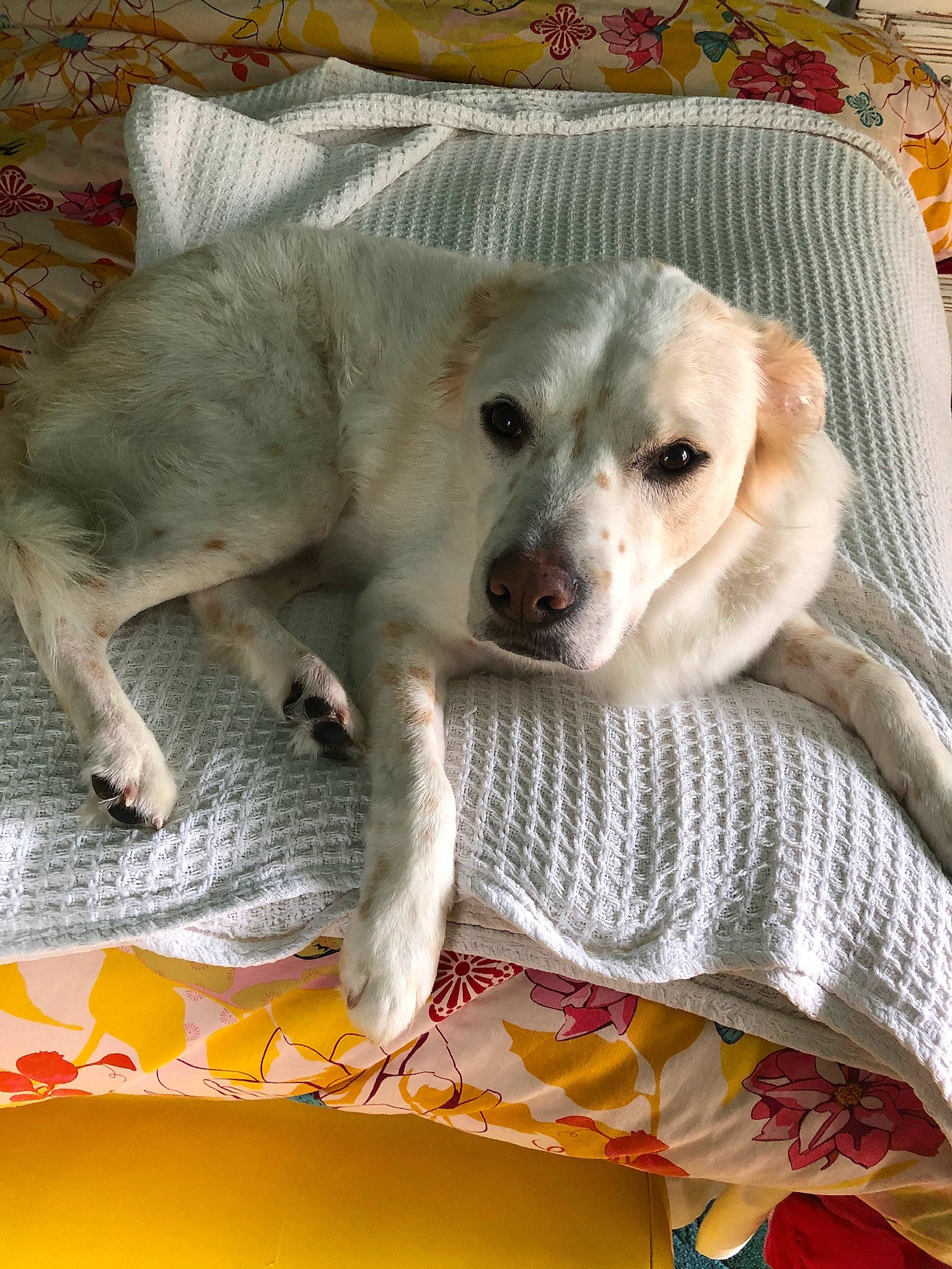 Ernie is registered to the contest to win money with this photo: canidae, carnivore, companion_dog, dog, dog_breed, mammal, puppy, snout, sporting_group, yellow