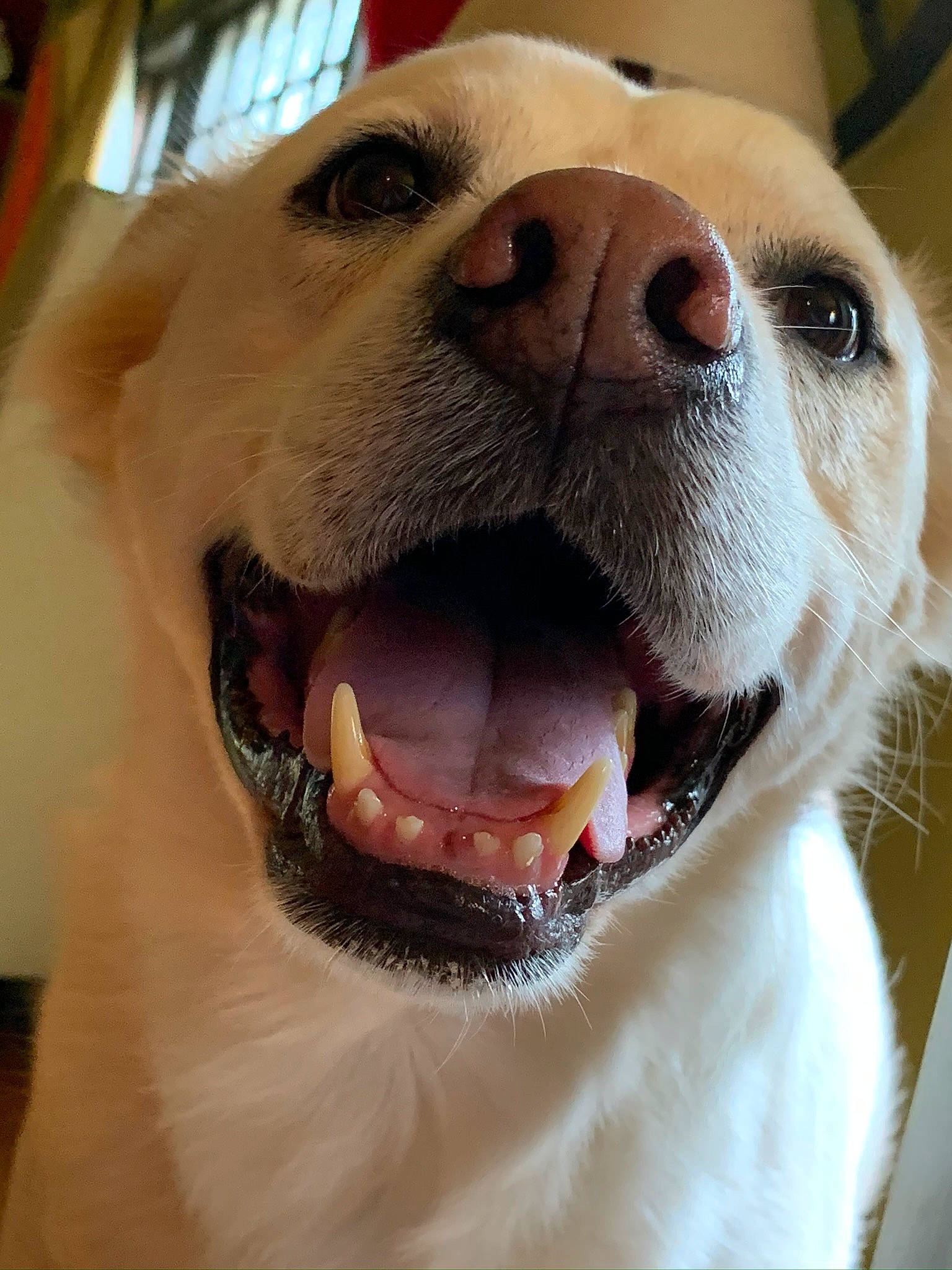 Ernie joined the competition — help win amazing prizes! canidae, carnivore, close_up, dog, dog_breed, eye, facial_expression, head, labrador_retriever, mammal, mouth, nose, organ, puppy_love, rare_breed_dog, retriever, smile, snout, sporting_group, tongue