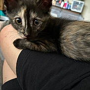 Lola is registered to the contest to win money with this photo: animal, black_clothing, blurred_background, cat, close_up, comfort, curious, cute, domestic, ears, fur, home, indoor, kitten, person_arm, pet, resting, small, whiskers, young