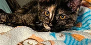 Lola joined the competition — help win amazing prizes! animal, blanket, cat, colorful, cozy, cute, domestic_animal, ears, eyes, feline, fur, indoor, kitten, lying_down, pet, resting, soft_texture, tortoiseshell, whiskers, young