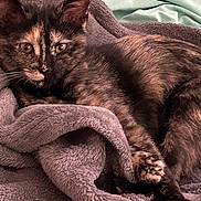 Lola joined the competition — help win amazing prizes! cat, tortoiseshell_cat, pet, animal, feline, fur, whiskers, ears, eyes, blanket, soft_texture, cozy, resting, indoor, closeup, cute, relaxation, comfort, sleepy, paw