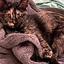 cat, tortoiseshell_cat, pet, animal, feline, fur, whiskers, ears, eyes, blanket, soft_texture, cozy, resting, indoor, closeup, cute, relaxation, comfort, sleepy, paw