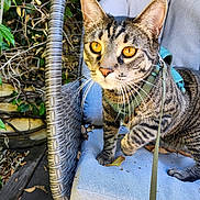 Octavian joined the competition — help win amazing prizes! cat, tabby, golden_eyes, wicker_chair, cushion, harness, leash, outdoor, garden, leaves, pet, animal, feline, close_up, curious, fur, whiskers, seat, nature, wooden_deck