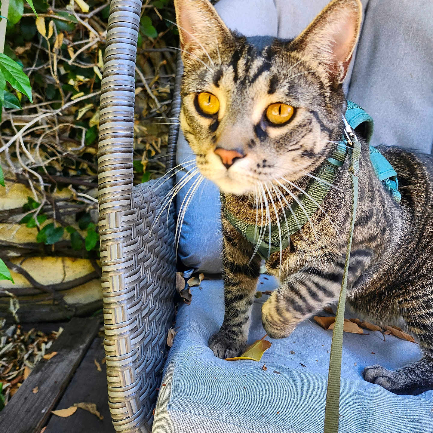 Octavian joined the competition — help win amazing prizes! animal, cat, close_up, curious, cushion, feline, fur, garden, golden_eyes, harness, leash, leaves, nature, outdoor, pet, seat, tabby, whiskers, wicker_chair, wooden_deck