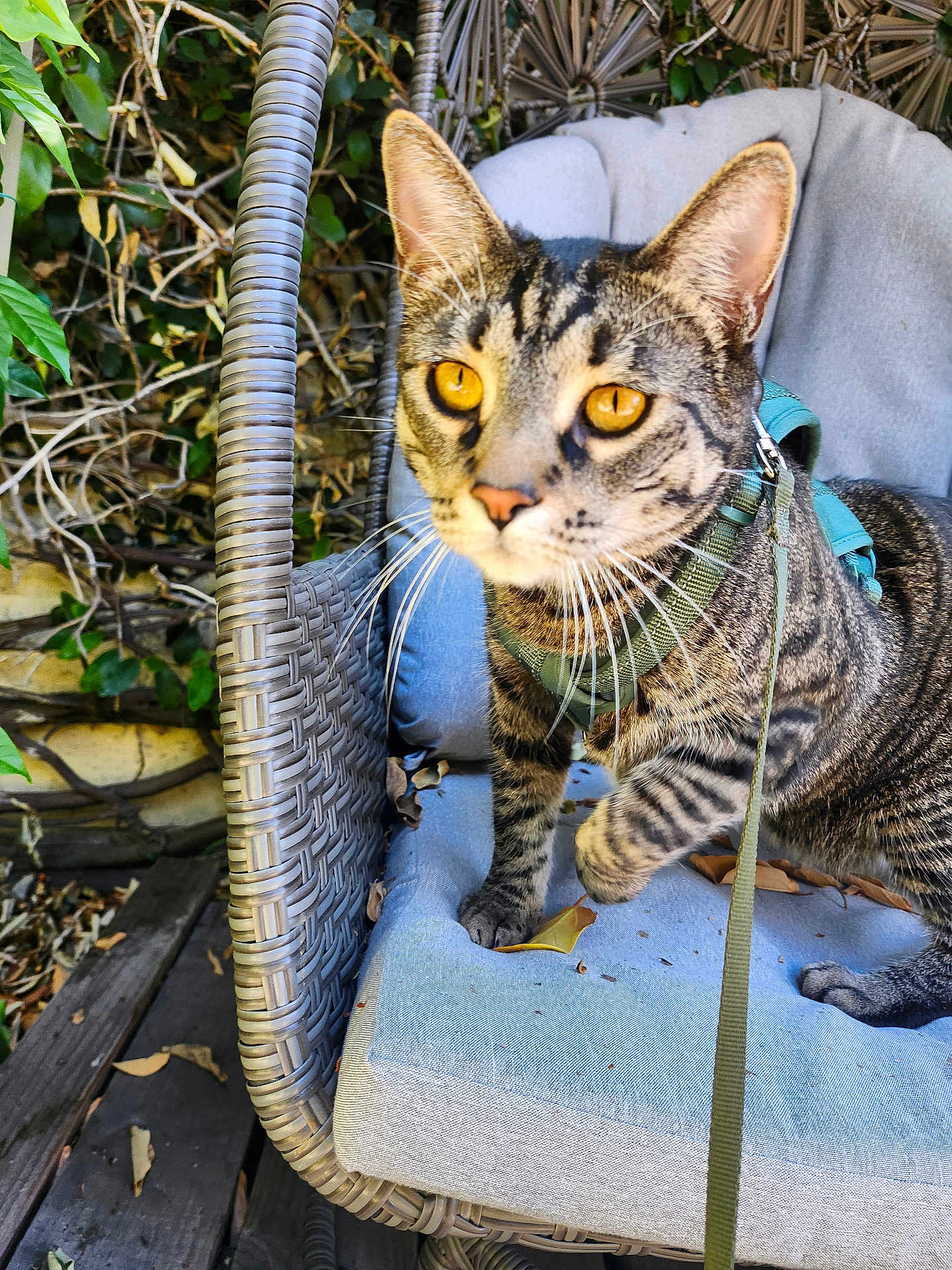 Octavian joined the competition — help win amazing prizes! cat, tabby, golden_eyes, wicker_chair, cushion, harness, leash, outdoor, garden, leaves, pet, animal, feline, close_up, curious, fur, whiskers, seat, nature, wooden_deck