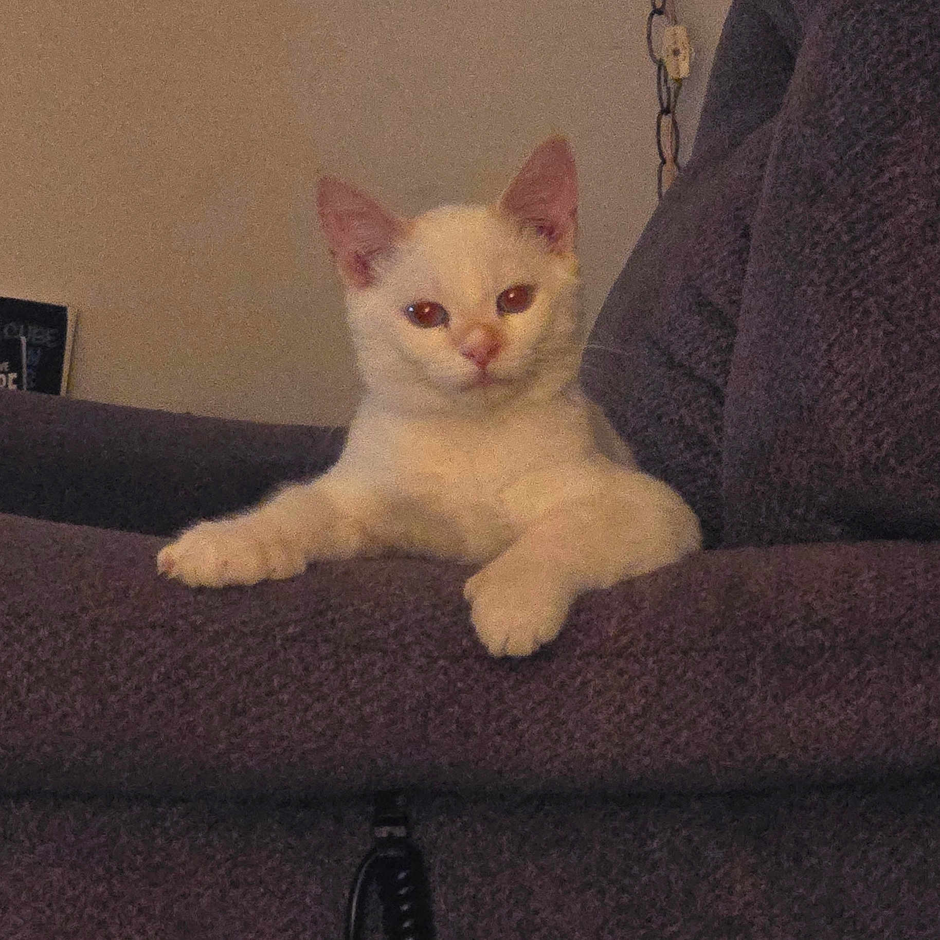 Buddy joined the competition — help win amazing prizes! abyssinian, angora, animal, armchair, cat, chair, couch, cushion, furniture, homedecor, kitten, manx, pet, siamese, white