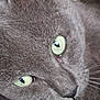 cat, gray_cat, close_up, green_eyes, whiskers, fur, pet, animal, face, lying_down, cute, domestic_cat, feline, relaxed, soft_texture, indoor, portrait, mammal, sleepy, calm