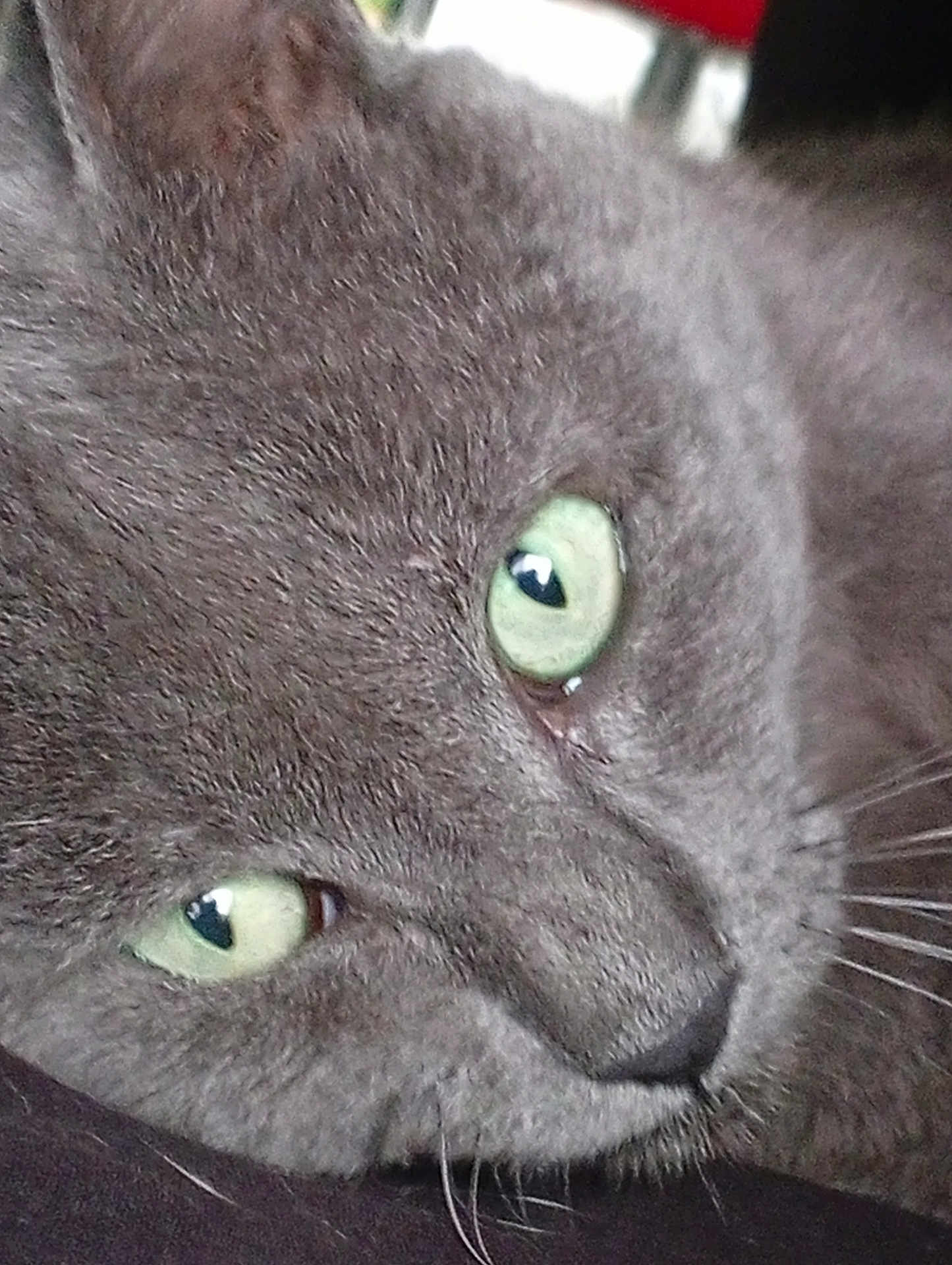 Bad Boy a rejoint le concours — aidez-le/la à gagner de superbes lots ! cat, gray_cat, close_up, green_eyes, whiskers, fur, pet, animal, face, lying_down, cute, domestic_cat, feline, relaxed, soft_texture, indoor, portrait, mammal, sleepy, calm