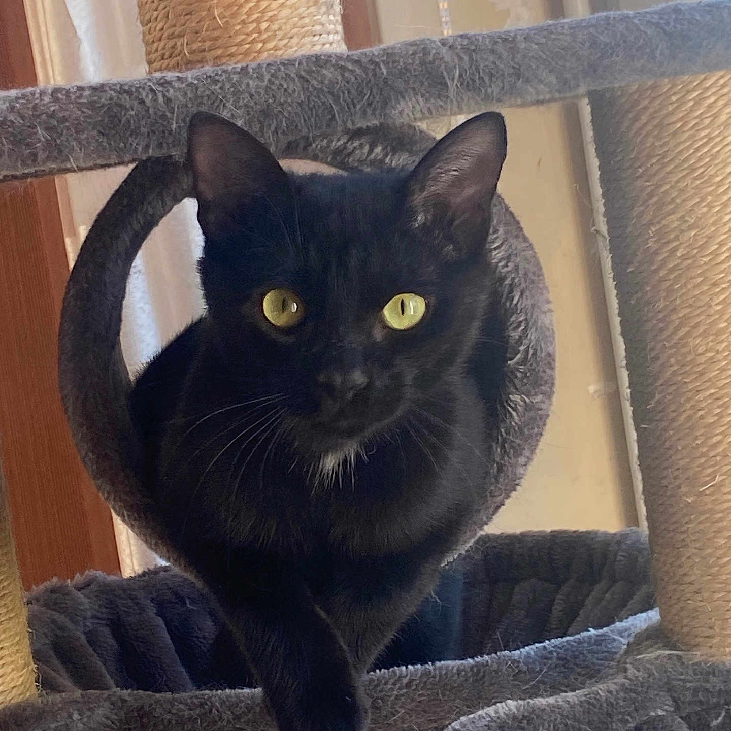 Onyx participe au concours pour gagner de l'argent avec cette photo : abyssinian, animal, blackcat, blanket, cat, egyptiancat, kitten, manx, pet, towel