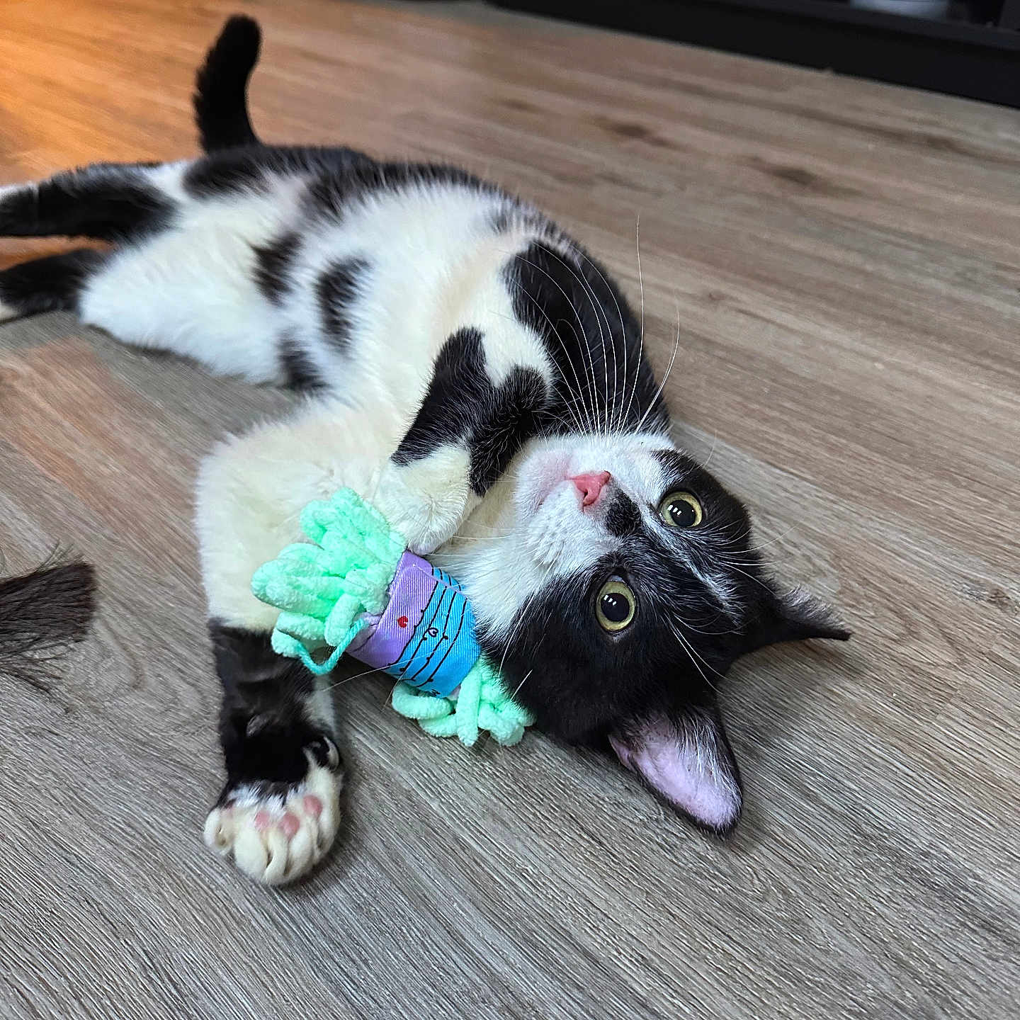 Phantom joined the competition — help win amazing prizes! accessories, animal, architecture, bodypart, building, canine, cat, couch, furniture, hardwood, indoors, interiordesign, kitten, livingroom, manx, mouth, pet, plywood, room, wood