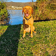 Rio participe au concours pour gagner de l'argent avec cette photo : dog, grass, lake, nature, trees, sunlight, shadow, hill, outdoor, animal, happy, canine, collar, water, blue_sky, daytime, muzzle, tongue, sitting, scenic