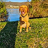 dog, grass, lake, nature, trees, sunlight, shadow, hill, outdoor, animal, happy, canine, collar, water, blue_sky, daytime, muzzle, tongue, sitting, scenic