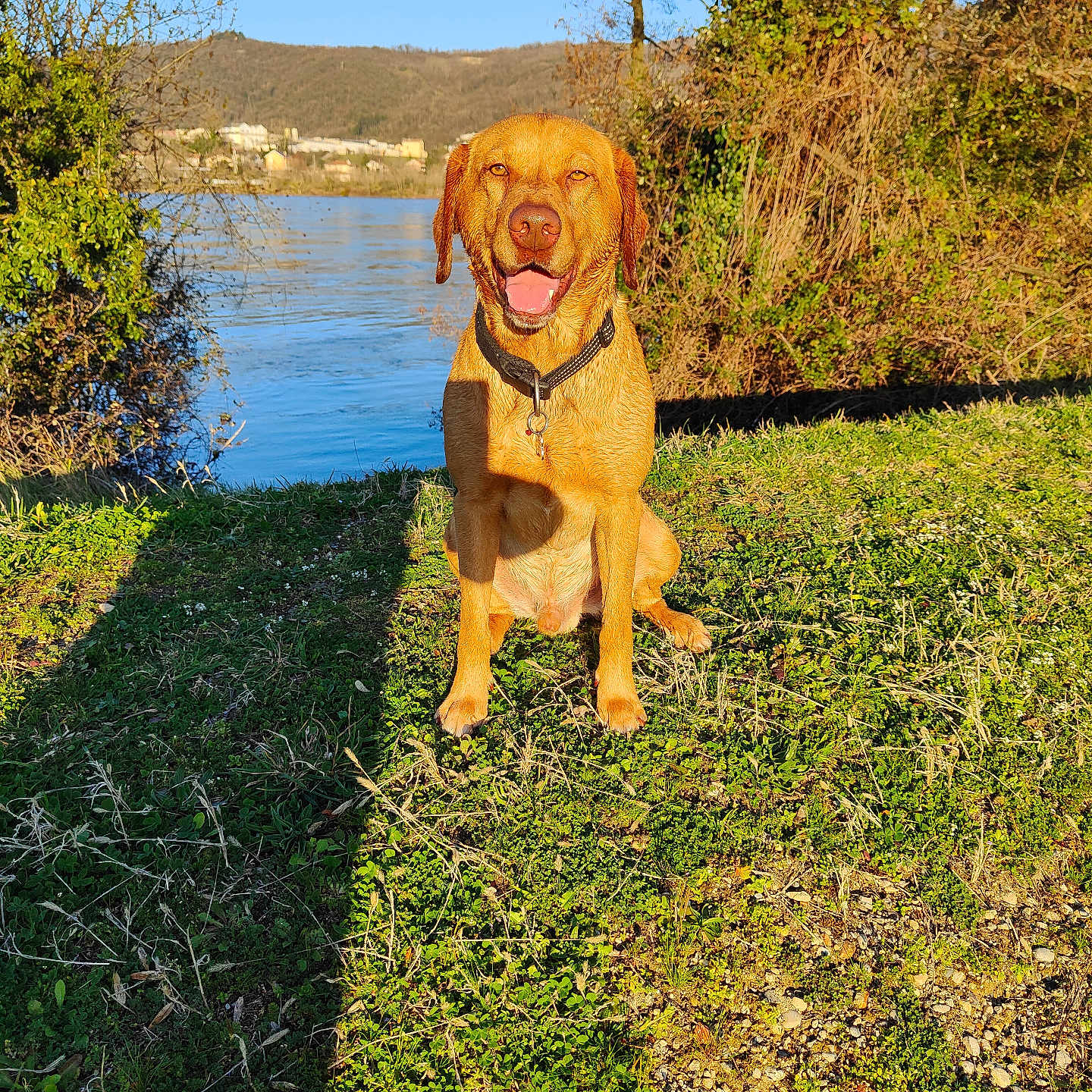 Rio participe au concours pour gagner de l'argent avec cette photo : dog, grass, lake, nature, trees, sunlight, shadow, hill, outdoor, animal, happy, canine, collar, water, blue_sky, daytime, muzzle, tongue, sitting, scenic