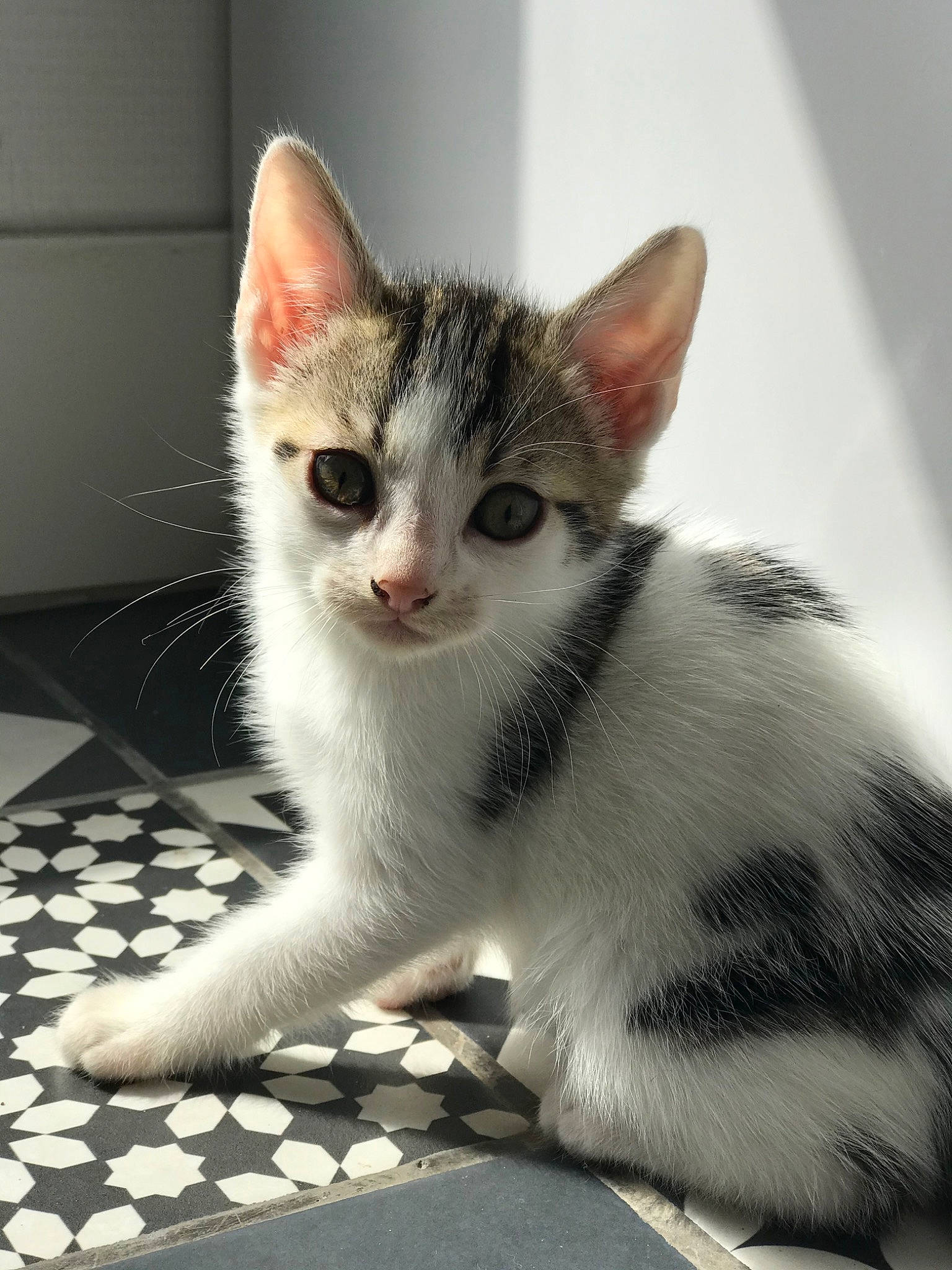 Aska a rejoint le concours — aidez-le/la à gagner de superbes lots ! aegean_cat, american_shorthair, american_wirehair, asian, black_and_white, carnivore, cat, domestic_short_haired_cat, european_shorthair, felidae, kitten, mammal, ojos_azules, paw, polydactyl_cat, small_to_medium_sized_cats, snout, tabby_cat, vertebrate, whiskers